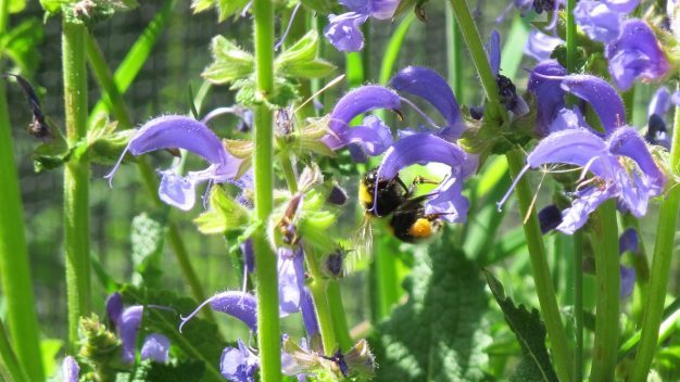 Foto/©: Sieg/AG Didaktik der Biologie