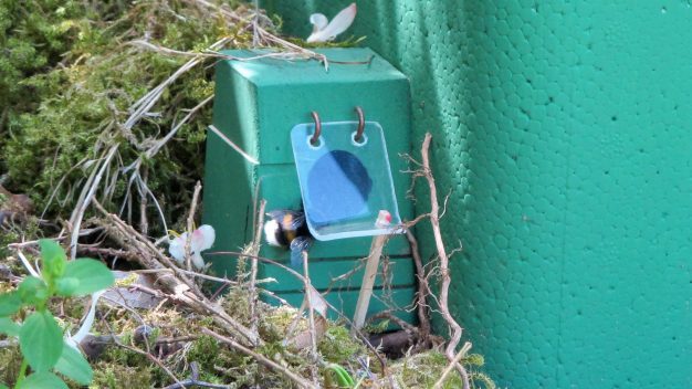 Eingang der Hummelnisthilfe - Foto/©: Sieg/AG Didaktik der Biologie