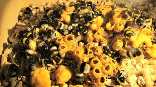 Das Hummelnest - Foto/©: Sieg/AG Didaktik der Biologie