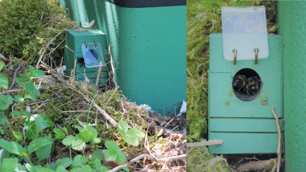 Nesteingang des Hummelhauses auf dem Außengelände - Foto/©: Sieg/AG Didaktik der Biologie