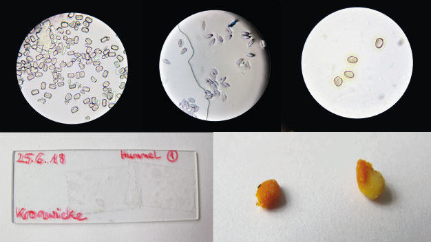 Pollenproben von Wildblumen und Pollenhöschen vergleichen - Foto/©: Sieg/AG Didaktik der Biologie