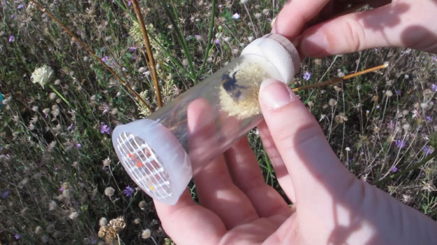 Art- und Geschlechtsbestimmung bei Hummeln - Foto/©: Sieg/AG Didaktik der Biologie