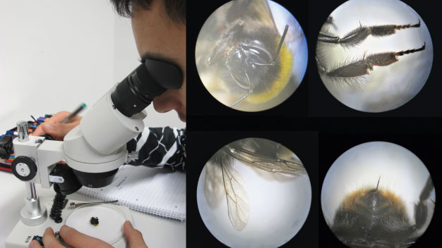 Der Körperbau von Insekten - Foto/©: Sieg/AG Didaktik der Biologie