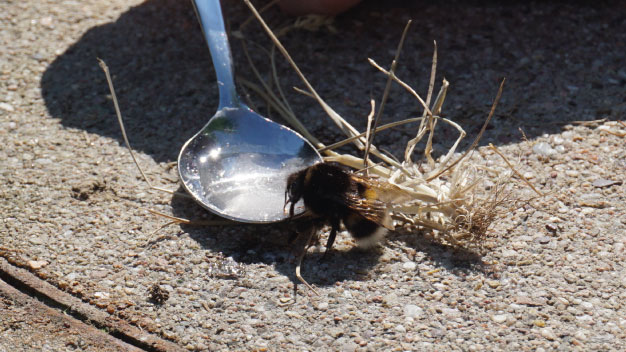 Hummelhilfe - Entkräftete Königinnen im Frühjahr mit Zuckerwasser füttern - Foto/©: Sieg/AG Didaktik der Biologie