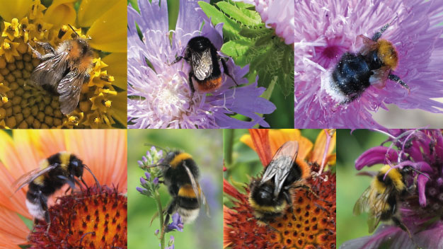 Hummel-Vielfalt - Foto/©: Sieg/AG Didaktik der Biologie