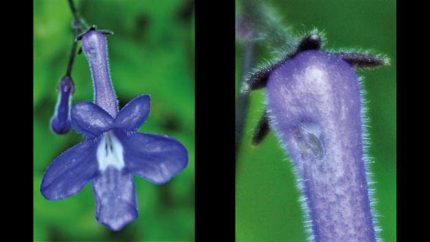 Nektarraub - Foto/©: Sieg/AG Didaktik der Biologie
