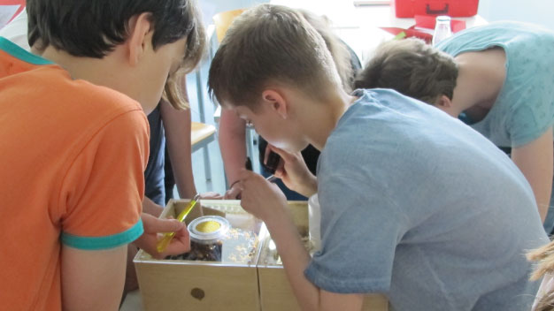 Volkszählung - Bestimmung der Entwicklung eines Hummelvolkes - Foto/©: Sieg/AG Didaktik der Biologie