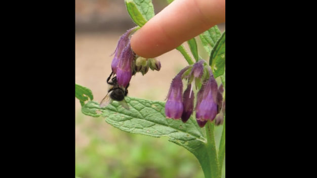 Vibrationsbestäubung fühlen - Foto/©: Sieg/AG Didaktik der Biologie