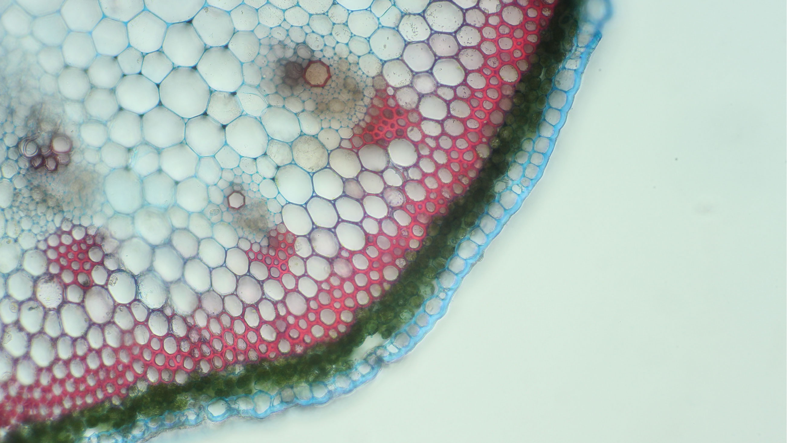 Sprossachsenquerschnitt des Klatschmohns, angefärbt mit FSA-Färbelösung.