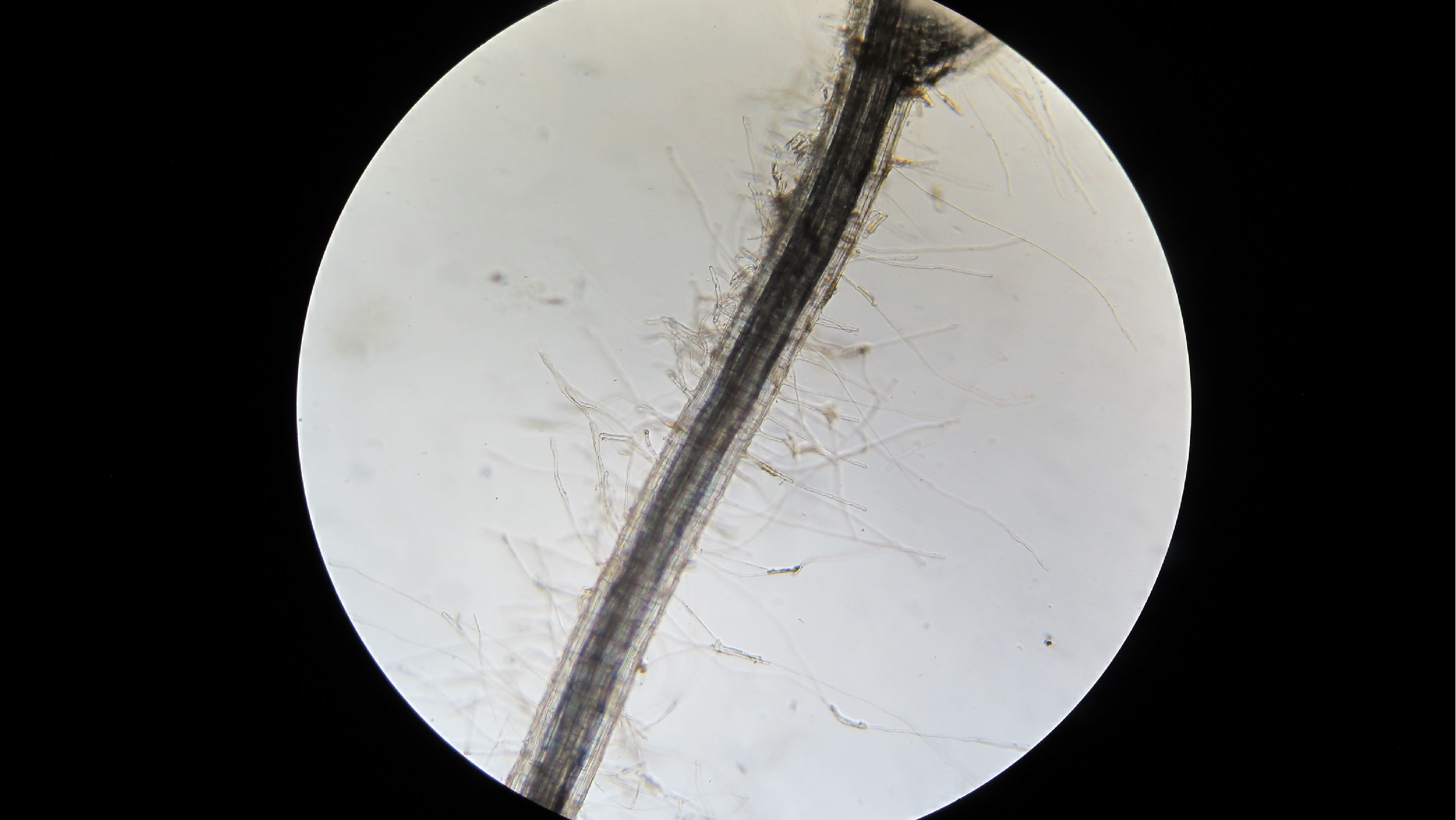 Mikroskopische Aufnahme von Wurzelhaaren